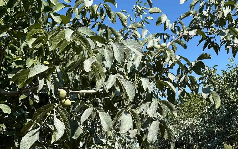 Yaz aylarında dalında büyüyen yeşil cevizler